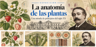 La anatomía de las plantas